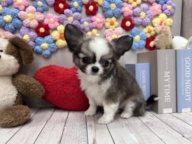 岡山県のチワワ(ロング) (ワンキャラット アミーゴ高屋店/2026年2月27日生まれ/女の子/レッドホワイト)の子犬の2枚目の画像