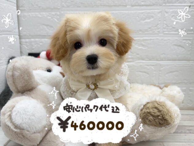 岡山県のハーフ犬・ミックス犬 (ワンキャラット アミーゴ岡南店/2026年1月19日生まれ/女の子/アプリコット)の子犬の1枚目の画像