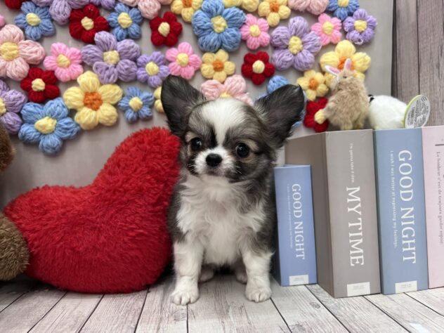 岡山県のチワワ(ロング) (ワンキャラット アミーゴ高屋店/2026年2月27日生まれ/女の子/レッドホワイト)の子犬の1枚目の画像