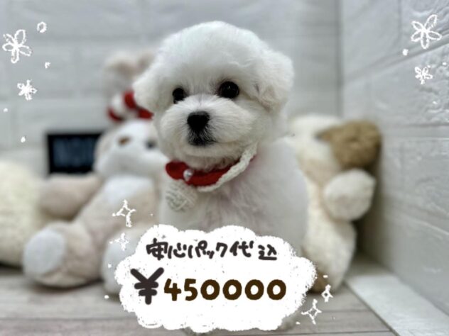 岡山県のビションフリーゼ (ワンキャラット アミーゴ岡南店/2026年2月5日生まれ/女の子/ホワイト)の子犬の1枚目の画像