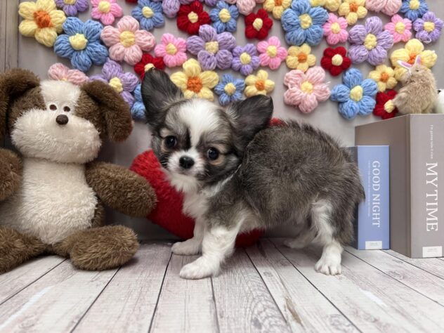 岡山県のチワワ(ロング) (ワンキャラット アミーゴ高屋店/2026年2月27日生まれ/女の子/レッドホワイト)の子犬の3枚目の画像