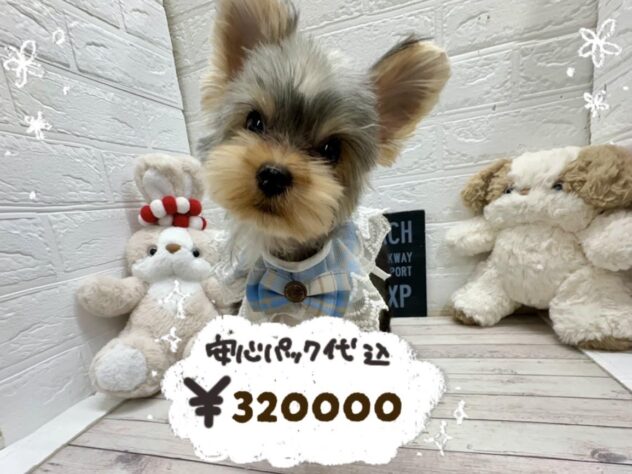 岡山県のヨークシャーテリア (ワンキャラット アミーゴ岡南店/2025年12月12日生まれ/男の子/スチールブルータン)の子犬の1枚目の画像