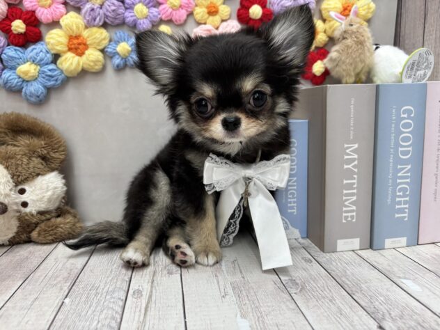 岡山県のチワワ(ロング) (ワンキャラット アミーゴ高屋店/2026年1月25日生まれ/女の子/ブラッククリーム)の子犬の1枚目の画像