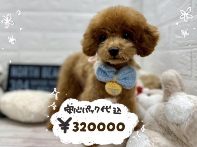 岡山県のトイプードル(トイ) (ワンキャラット アミーゴ岡南店/2026年12月17日生まれ/男の子/レッドフォーン)の子犬の1枚目の画像