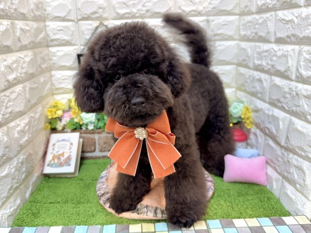兵庫県のトイプードル(トイ) (ワンキャラット アミーゴ姫路花田店/2025年10月28日生まれ/男の子/ブラック)の子犬の3枚目の画像