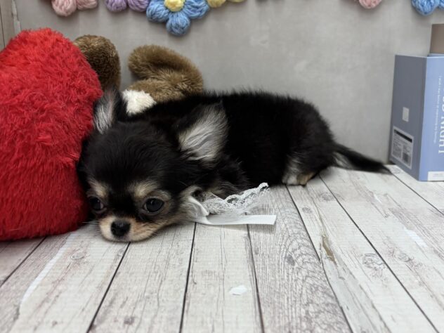 岡山県のチワワ(ロング) (ワンキャラット アミーゴ高屋店/2026年1月25日生まれ/女の子/ブラッククリーム)の子犬の2枚目の画像