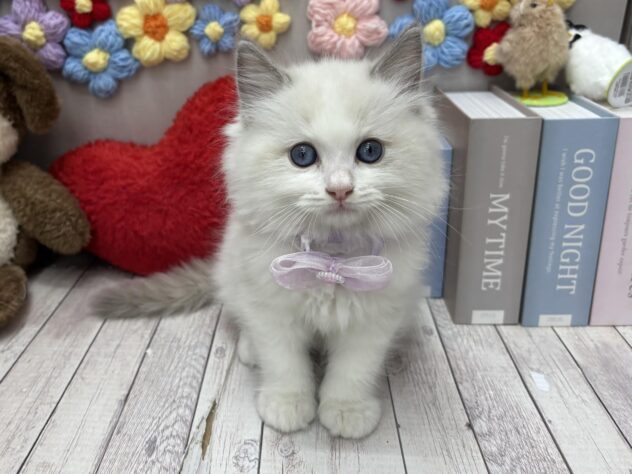 岡山県のラグドール (ワンキャラット アミーゴ高屋店/2026年3月2日生まれ/男の子/ブルーポイントバイカラー)の子猫の1枚目の画像