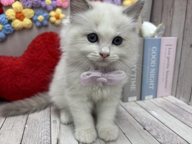 岡山県のラグドール (ワンキャラット アミーゴ高屋店/2026年3月2日生まれ/男の子/ブルーポイントバイカラー)の子猫の2枚目の画像