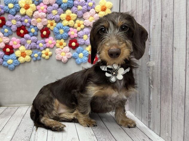 岡山県のミニチュアダックスフンド(ロング) (ワンキャラット アミーゴ高屋店/2025年10月24日生まれ/女の子/チョコレートタン)の子犬の1枚目の画像