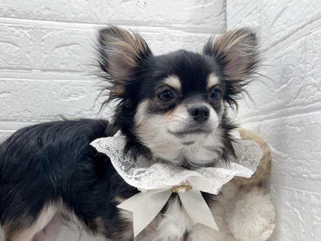 岡山県のチワワ(ロング) (ワンキャラット アミーゴ岡南店/2025年10月8日生まれ/男の子/ブラックタンホワイト)の子犬の2枚目の画像