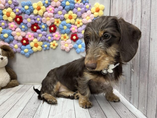 岡山県のミニチュアダックスフンド(ロング) (ワンキャラット アミーゴ高屋店/2025年10月24日生まれ/女の子/チョコレートタン)の子犬の2枚目の画像