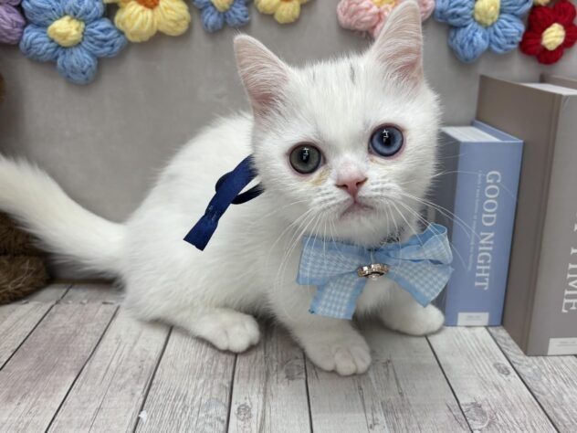 岡山県のミヌエット (ワンキャラット アミーゴ高屋店/2026年1月25日生まれ/男の子/ホワイト)の子猫の1枚目の画像