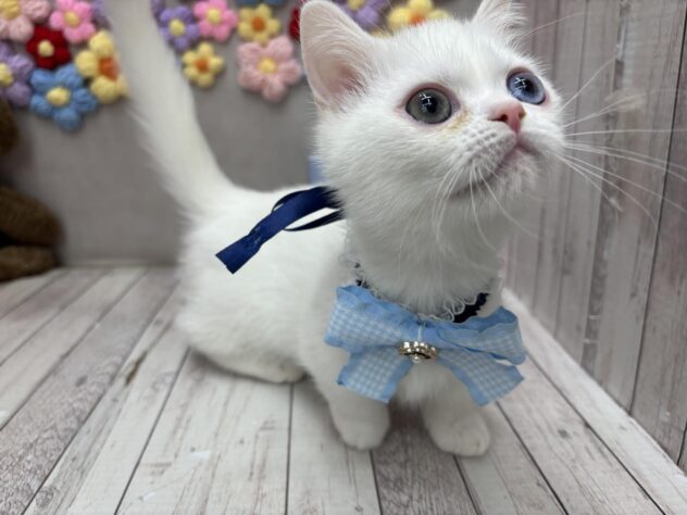 岡山県のミヌエット (ワンキャラット アミーゴ高屋店/2026年1月25日生まれ/男の子/ホワイト)の子猫の2枚目の画像