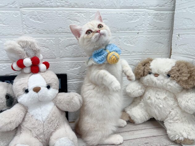 岡山県のマンチカン (ワンキャラット アミーゴ岡南店/2025年12月13日生まれ/女の子/クリームタビー)の子猫の3枚目の画像