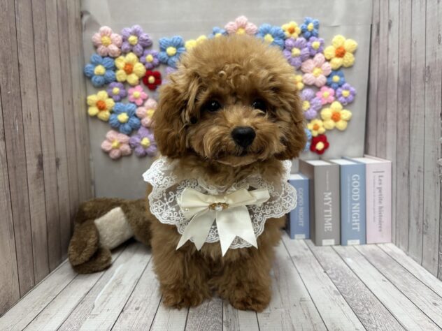 岡山県のトイプードル(トイ) (ワンキャラット アミーゴ高屋店/2025年11月5日生まれ/男の子/オレンジフォーン)の子犬の1枚目の画像