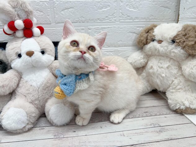 岡山県のマンチカン (ワンキャラット アミーゴ岡南店/2025年12月13日生まれ/女の子/クリームタビー)の子猫の2枚目の画像