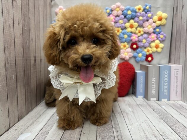 岡山県のトイプードル(トイ) (ワンキャラット アミーゴ高屋店/2025年11月5日生まれ/男の子/オレンジフォーン)の子犬の2枚目の画像