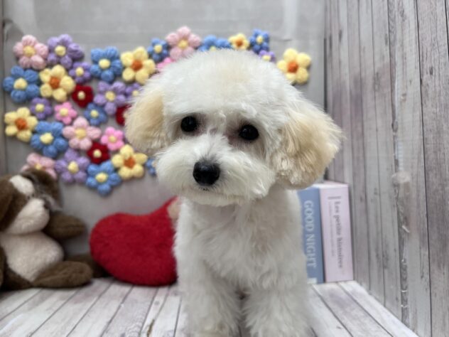 岡山県のトイプードル(トイ) (ワンキャラット アミーゴ高屋店/2025年10月20日生まれ/女の子/ペールフォーン)の子犬の3枚目の画像