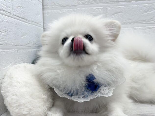 岡山県のハーフ犬・ミックス犬 (ワンキャラット アミーゴ岡南店/2025年11月9日生まれ/男の子/ホワイト)の子犬の3枚目の画像