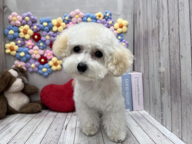 岡山県のトイプードル(トイ) (ワンキャラット アミーゴ高屋店/2025年10月20日生まれ/女の子/ペールフォーン)の子犬の1枚目の画像