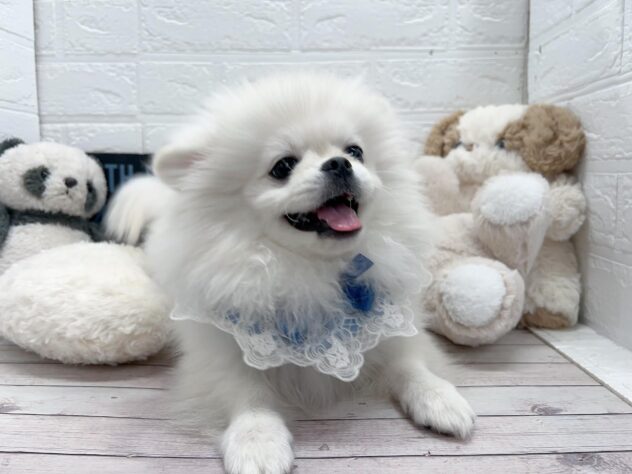 岡山県のハーフ犬・ミックス犬 (ワンキャラット アミーゴ岡南店/2025年11月9日生まれ/男の子/ホワイト)の子犬の2枚目の画像