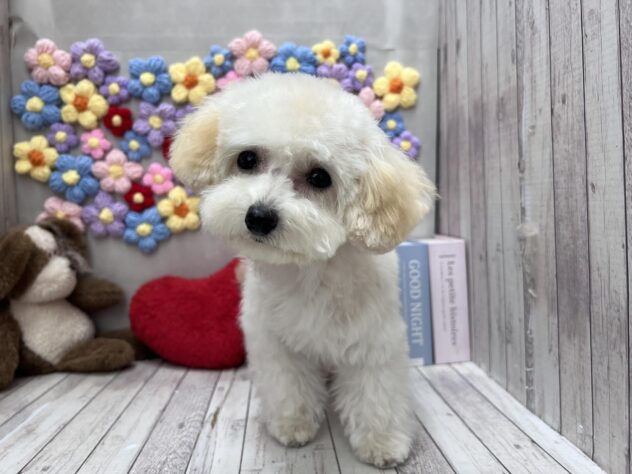 岡山県のトイプードル(トイ) (ワンキャラット アミーゴ高屋店/2025年10月20日生まれ/女の子/ペールフォーン)の子犬の2枚目の画像