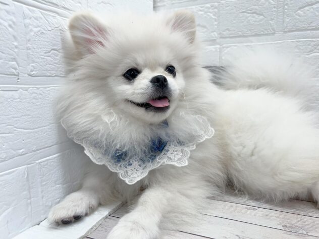 岡山県のハーフ犬・ミックス犬 (ワンキャラット アミーゴ岡南店/2025年11月9日生まれ/男の子/ホワイト)の子犬の1枚目の画像
