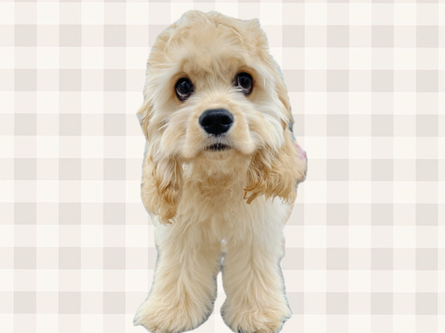 岡山県のアメリカンコッカースパニエル (ワンキャラット アミーゴ岡南店/2025年12月4日生まれ/男の子/バフ)の子犬の2枚目の画像