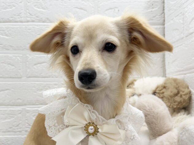 岡山県のハーフ犬・ミックス犬 (ワンキャラット アミーゴ岡南店/2025年10月15日生まれ/女の子/クリーム)の子犬の1枚目の画像