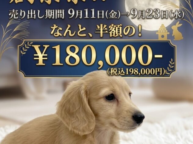 岡山県のミニチュアダックスフンド(ロング) (アミーゴ津山店/2026年2月6日生まれ/女の子/イエロー)の子犬