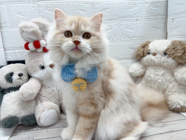 岡山県のスコティッシュフォールド (ワンキャラット アミーゴ岡南店/2025年10月29日生まれ/女の子/クリームタビーホワイト)の子猫の3枚目の画像