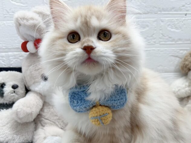 岡山県のスコティッシュフォールド (ワンキャラット アミーゴ岡南店/2025年10月29日生まれ/女の子/クリームタビーホワイト)の子猫の2枚目の画像