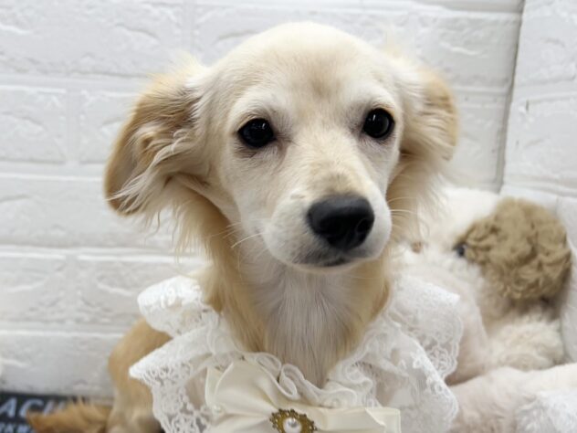 岡山県のハーフ犬・ミックス犬 (ワンキャラット アミーゴ岡南店/2025年10月15日生まれ/女の子/クリーム)の子犬の2枚目の画像