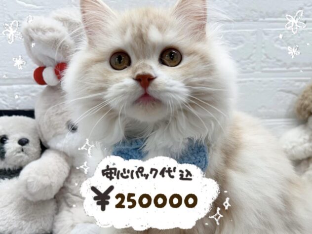 岡山県のスコティッシュフォールド (ワンキャラット アミーゴ岡南店/2025年10月29日生まれ/女の子/クリームタビーホワイト)の子猫の1枚目の画像