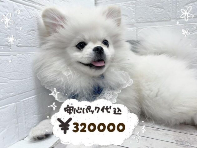 岡山県のハーフ犬・ミックス犬 (ワンキャラット アミーゴ岡南店/2025年11月9日生まれ/男の子/ホワイト)の子犬の1枚目の画像