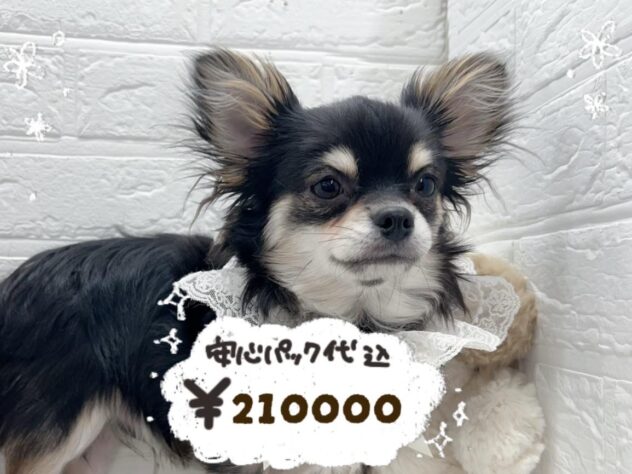 岡山県のチワワ(ロング) (ワンキャラット アミーゴ岡南店/2025年10月8日生まれ/男の子/ブラックタンホワイト)の子犬の1枚目の画像