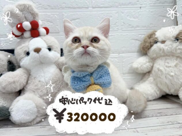 岡山県のマンチカン (ワンキャラット アミーゴ岡南店/2025年12月13日生まれ/女の子/クリームタビー)の子猫の1枚目の画像