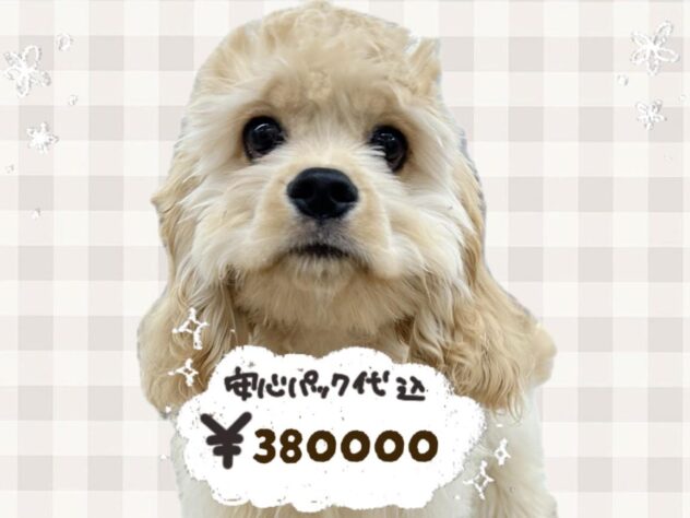 岡山県のアメリカンコッカースパニエル (ワンキャラット アミーゴ岡南店/2025年12月4日生まれ/男の子/バフ)の子犬の1枚目の画像