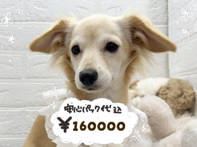 岡山県のハーフ犬・ミックス犬 (ワンキャラット アミーゴ岡南店/2025年10月15日生まれ/女の子/クリーム)の子犬の1枚目の画像