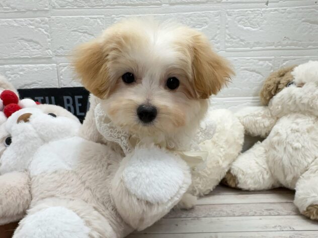 岡山県のハーフ犬・ミックス犬 (ワンキャラット アミーゴ岡南店/2026年1月20日生まれ/女の子/アプリコット)の子犬の1枚目の画像