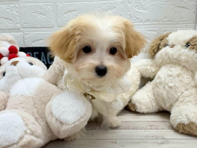 岡山県のハーフ犬・ミックス犬 (ワンキャラット アミーゴ岡南店/2026年1月20日生まれ/女の子/アプリコット)の子犬の2枚目の画像