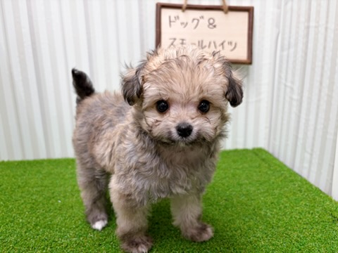 岡山県のハーフ犬・ミックス犬 (アミーゴ倉敷店/2026年1月29日生まれ/女の子/レッド)の子犬の2枚目の画像