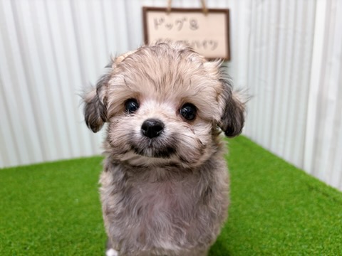 岡山県のハーフ犬・ミックス犬 (アミーゴ倉敷店/2026年1月29日生まれ/女の子/レッド)の子犬の3枚目の画像