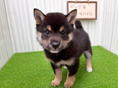 岡山県の豆柴 (アミーゴ倉敷店/2026年2月1日生まれ/女の子/黒)の子犬の3枚目の画像