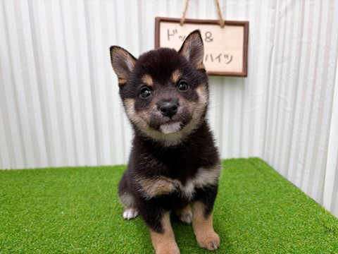 岡山県の豆柴 (アミーゴ倉敷店/2026年2月1日生まれ/女の子/黒)の子犬の2枚目の画像