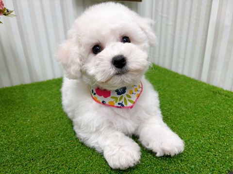 岡山県のビションフリーゼ (アミーゴ倉敷店/2026年1月28日生まれ/女の子/ホワイト)の子犬の2枚目の画像