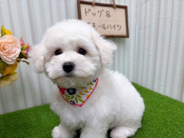 岡山県のビションフリーゼ (アミーゴ倉敷店/2026年1月28日生まれ/女の子/ホワイト)の子犬の3枚目の画像