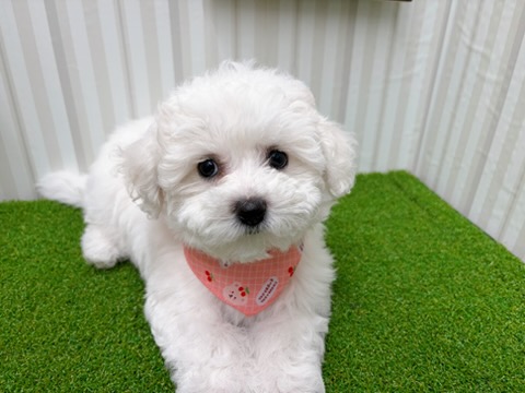 岡山県のビションフリーゼ (アミーゴ倉敷店/2026年1月20日生まれ/女の子/ホワイト)の子犬の3枚目の画像