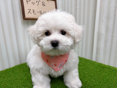 岡山県のビションフリーゼ (アミーゴ倉敷店/2026年1月20日生まれ/女の子/ホワイト)の子犬の2枚目の画像