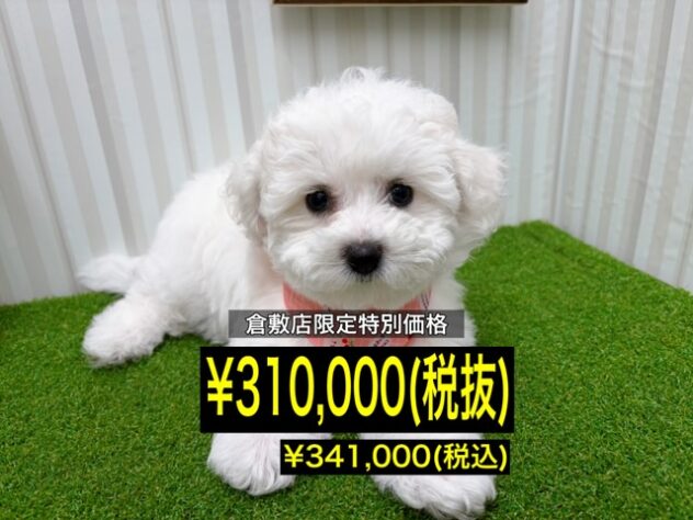 岡山県のビションフリーゼ (アミーゴ倉敷店/2026年1月20日生まれ/女の子/ホワイト)の子犬の1枚目の画像